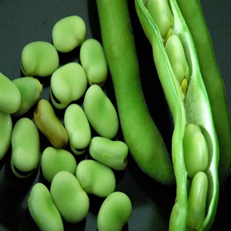 Feijão Meze Fava